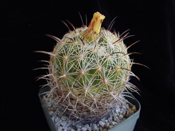 Coryphantha_radians